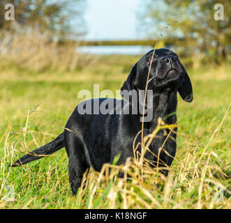 Giovani, dieci settimane vecchio, Nero Labrador cucciolo su una sua prima di gite Foto Stock