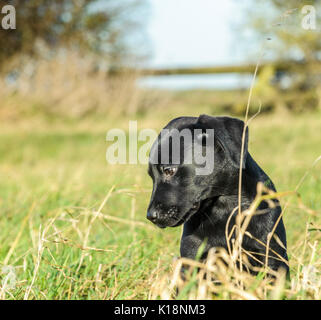 Giovani, dieci settimane vecchio, Nero Labrador cucciolo su una sua prima di gite Foto Stock