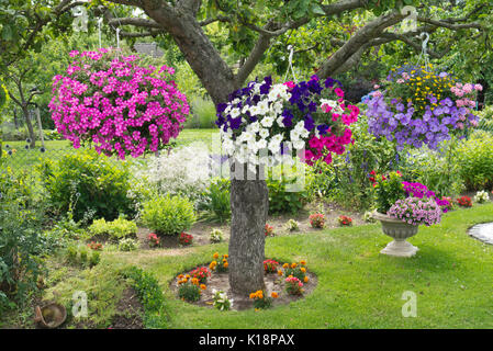 Nelle petunie (petunia) in cestelli appesi Foto Stock