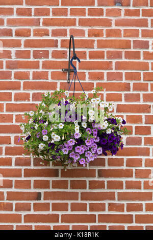 Calibrachoa in una cesta appesa Foto Stock