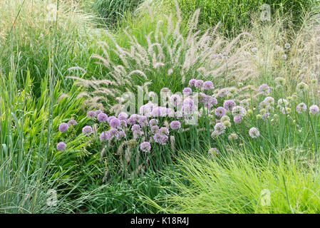 Allium sacculiferum syn. allium komarovianum e fontana erba (pennisetum orientale) Foto Stock