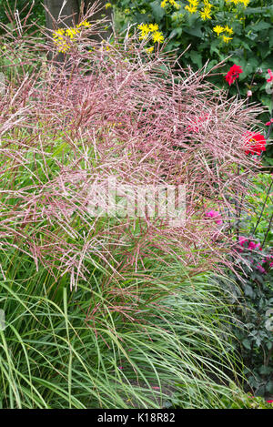 Miscanto (miscanthus sinensis 'ferner osten") Foto Stock