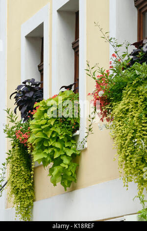 Diascia, patata dolce (Ipomoea batatas) e gelsomino nightshade (solanum jasminoides) Foto Stock