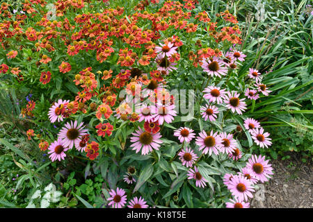 Sneezeweed (helenium) e cono viola fiore (echinacea purpurea) Foto Stock