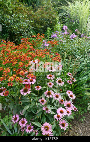 Sneezeweed (helenium) e cono viola fiore (echinacea purpurea) Foto Stock