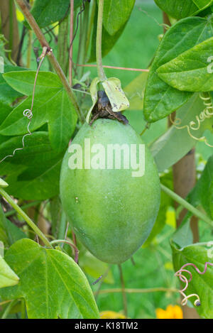 Fiore della passione (passiflora amethystina) Foto Stock