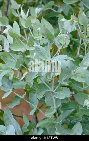 Gomma blu (Eucalyptus globulus) Foto Stock