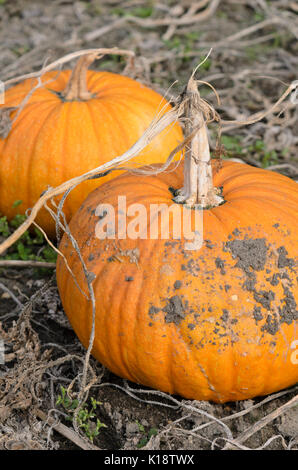 Olio della Stiria zucca (Cucurbita pepo var. styriaca syn. La Cucurbita pepo var. oleifera) Foto Stock