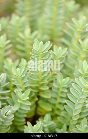 Arbustiva veronica (hebe albicans 'red edge") Foto Stock