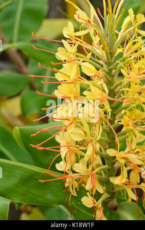 Lo zenzero kahili (hedychium gardnerianum) Foto Stock