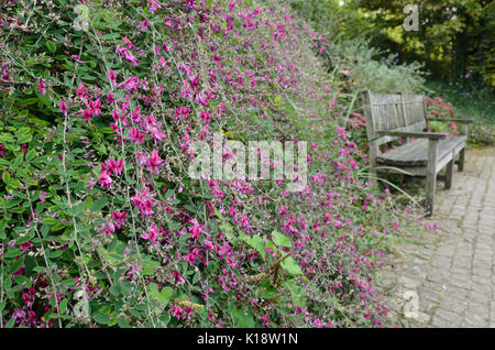 Thunberg's bushclover (lespedeza thunbergii) Foto Stock