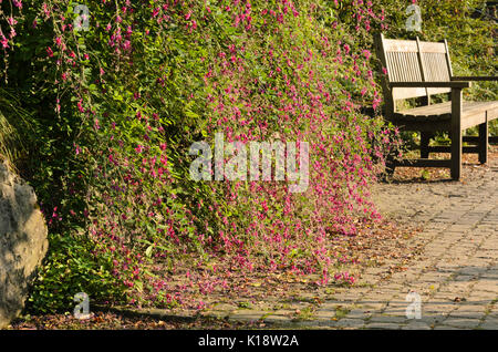 Thunberg's bushclover (lespedeza thunbergii) Foto Stock