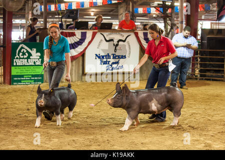 Denton, STATI UNITI D'AMERICA. 25 Ago, 2017. Le donne in vetrina suini durante il nord Texas Fair e Rodeo in Denton, gli Stati Uniti, e il agosto 25, 2017. Credito: Tian Dan/Xinhua/Alamy Live News Foto Stock