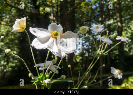 Anemone giapponese "Honorine Jobert' fioritura in un giardino Devon. Foto Stock