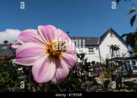 Un'ape raccoglie il polline su Dahlia Mystic sognatore in un giardino Devon con una casa dietro. Foto Stock