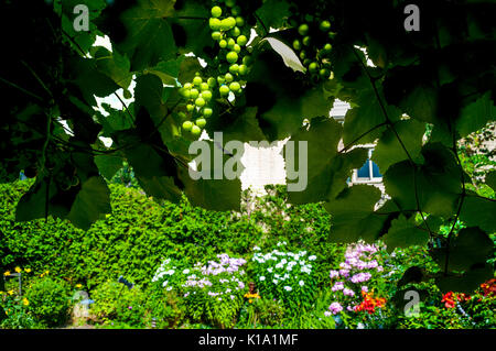 Grappoli di uva appeso a una vite su un pergolato mentre i fiori sbocciano contro una siepe di cedro, Ontario, Canada Foto Stock