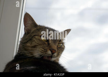 Close up di un adulto Tabby gatto domestico dai capelli corti governare la sua pelliccia da leccare Foto Stock