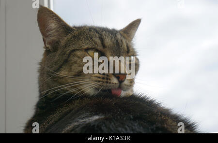 Close up di un adulto Tabby gatto domestico dai capelli corti governare la sua pelliccia da leccare Foto Stock