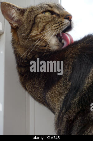 Close up di un adulto Tabby gatto domestico dai capelli corti governare la sua pelliccia da leccare Foto Stock