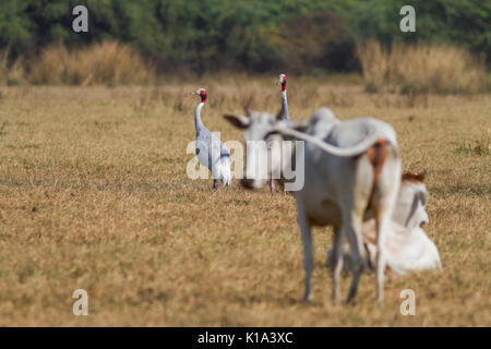 La gru sarus (Antigone antigone) con il latte di mucca e di bestiame in Bharatpur Bird Sanctuary in Rajasthan Foto Stock