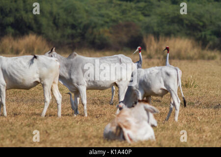 La gru sarus (Antigone antigone) con il latte di mucca e di bestiame in Bharatpur Bird Sanctuary in Rajasthan Foto Stock