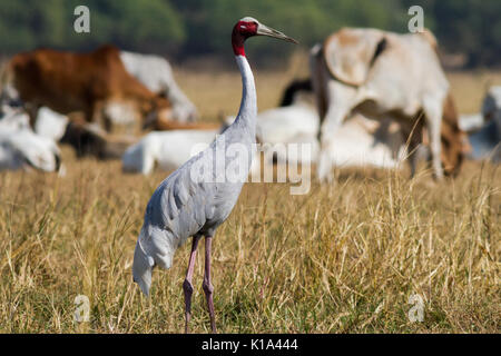 La gru sarus (Antigone antigone) con il latte di mucca e di bestiame in Bharatpur Bird Sanctuary in Rajasthan Foto Stock