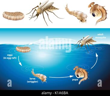 Ciclo di vita di zanzara nella illustrazione di stagno Illustrazione Vettoriale
