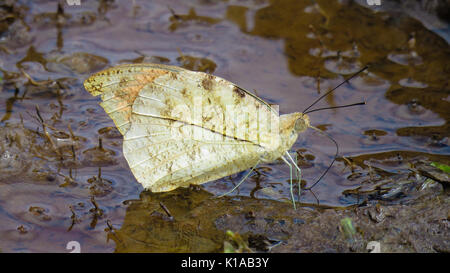 Grande punta arancione (Hebomoia glaucippe borneensis) Foto Stock