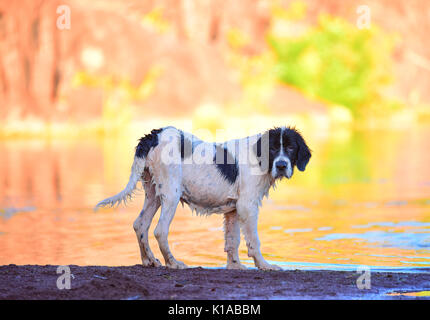 Landseer cucciolo di cane Foto Stock