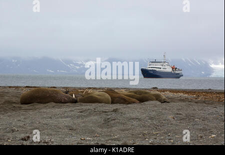 Trichechi, Odobenus rosmarus, gruppo di adulti di dormire sulla spiaggia con la nave da crociera in background. Presa in giugno, Spitsbergen, Svalbard, Norvegia Foto Stock