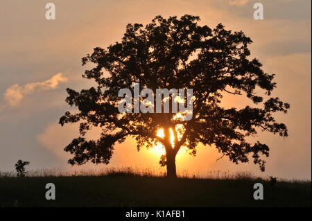 Maestosa quercia sul crinale in modo nativo prairie stagliano al tramonto, che si trova al di fuori di blanchardville, Wisconsin, Stati Uniti d'America. Foto Stock