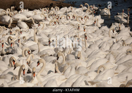 Cigni a Abbotsbury swanerry Dorset Foto Stock