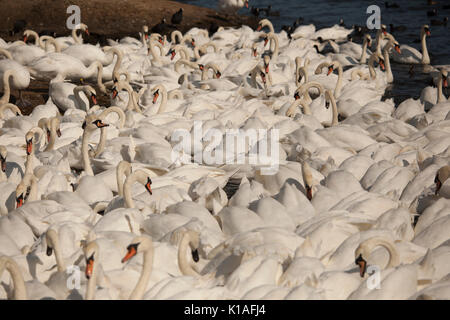 Cigni a Abbotsbury swanerry Dorset Foto Stock