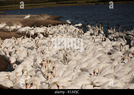 Cigni a Abbotsbury swanerry Dorset Foto Stock