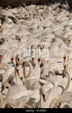 Cigni a Abbotsbury swanerry Dorset Foto Stock