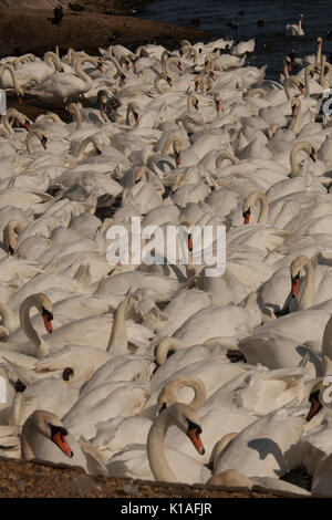 Cigni a Abbotsbury swanerry Dorset Foto Stock