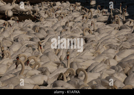 Cigni a Abbotsbury swanerry Dorset Foto Stock