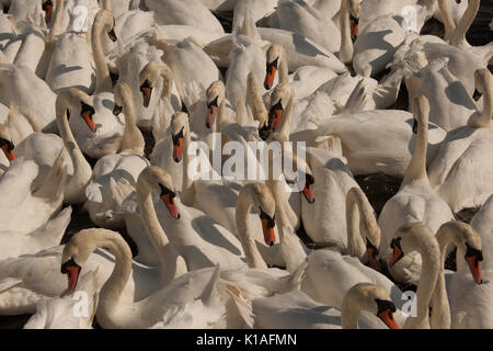 Cigni a Abbotsbury swanerry Dorset Foto Stock