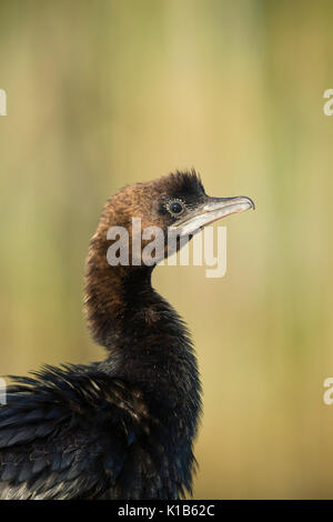 Cormorano pigmeo Microcarbo pygmeus, adulto, profilo Tiszaalpár, Ungheria in luglio. Foto Stock