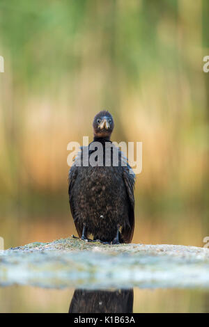 Cormorano pigmeo Microcarbo pygmeus, adulto, profilo Tiszaalpár, Ungheria in luglio. Foto Stock