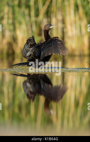 Cormorano pigmeo Microcarbo pygmeus, adulto, seduto sulla banca di ali di essiccazione su marsh, Tiszaalpár, Ungheria in luglio. Foto Stock