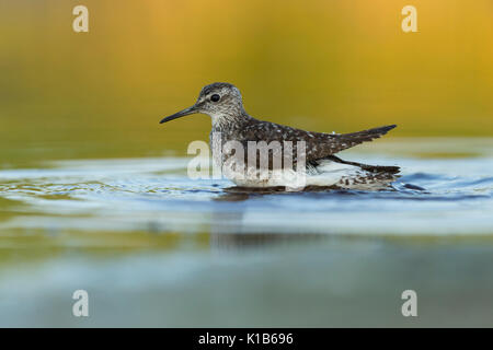 Wood sandpiper Tringa gareola, adulto, balneazione in laguna poco profonda, Tiszaalpár, Ungheria in luglio. Foto Stock