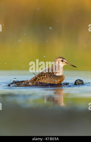 Wood sandpiper Tringa gareola, adulto, balneazione sulla migrazione nella palude poco profonda, Tiszaalpár, Ungheria in luglio. Foto Stock