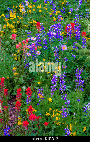 Mount Revelstoke National Park, Selkirk Mountains, British Columbia, Canada Foto Stock