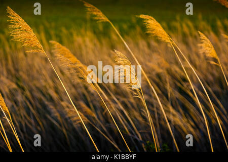 Ance comune (Phragmites australis). Santoña, Victoria e Joyel Marshes parco naturale. Colindres Cantabria, Spagna. Foto Stock