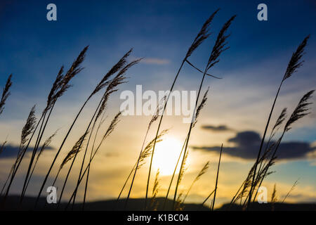 Ance comune (Phragmites australis). Santoña, Victoria e Joyel Marshes parco naturale. Colindres Cantabria, Spagna. Foto Stock