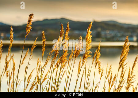 Ance comune (Phragmites australis). Santoña, Victoria e Joyel Marshes parco naturale. Colindres Cantabria, Spagna. Foto Stock