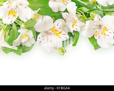 Bianco o alstroemeria giglio peruviano fiori su sfondo bianco Foto Stock