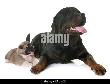 Cucciolo di Akita Americano e rottweiler davanti a uno sfondo bianco Foto Stock