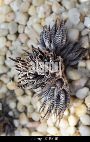 Disposizioni succulente in piantatrice con rocce Foto Stock